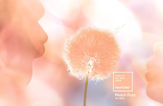 Peach Fuzz สี Pantone ประจำปี 2024